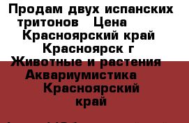 Продам двух испанских тритонов › Цена ­ 600 - Красноярский край, Красноярск г. Животные и растения » Аквариумистика   . Красноярский край